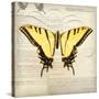 Butterflies Script V-Amy Melious-Stretched Canvas