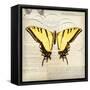 Butterflies Script V-Amy Melious-Framed Stretched Canvas