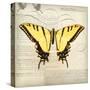 Butterflies Script V-Amy Melious-Stretched Canvas