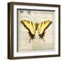 Butterflies Script V-Amy Melious-Framed Art Print