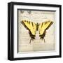 Butterflies Script V-Amy Melious-Framed Art Print