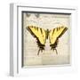 Butterflies Script V-Amy Melious-Framed Art Print