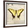 Butterflies Script V-Amy Melious-Framed Art Print