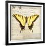 Butterflies Script V-Amy Melious-Framed Art Print