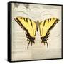 Butterflies Script V-Amy Melious-Framed Stretched Canvas