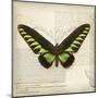 Butterflies Script VI-Amy Melious-Mounted Art Print