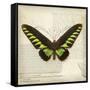 Butterflies Script VI-Amy Melious-Framed Stretched Canvas