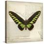 Butterflies Script VI-Amy Melious-Stretched Canvas