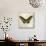 Butterflies Script VI-Amy Melious-Art Print displayed on a wall