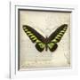 Butterflies Script VI-Amy Melious-Framed Art Print