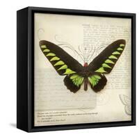 Butterflies Script VI-Amy Melious-Framed Stretched Canvas