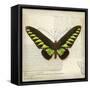 Butterflies Script VI-Amy Melious-Framed Stretched Canvas