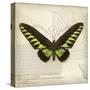 Butterflies Script VI-Amy Melious-Stretched Canvas