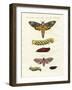 Butterflies -- Twilight Butterflies-null-Framed Giclee Print