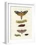 Butterflies -- Twilight Butterflies-null-Framed Giclee Print