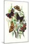 Butterflies: V. Atalanta, V. Antiopa-William Forsell Kirby-Mounted Art Print