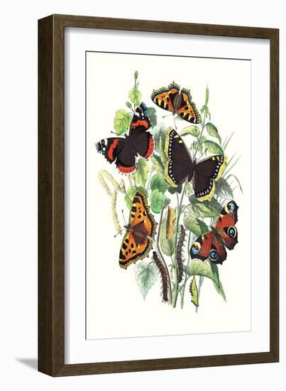 Butterflies: V. Atalanta, V. Antiopa-William Forsell Kirby-Framed Art Print