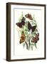 Butterflies: V. Atalanta, V. Antiopa-William Forsell Kirby-Framed Art Print