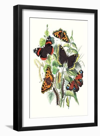 Butterflies: V. Atalanta, V. Antiopa-William Forsell Kirby-Framed Art Print