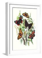 Butterflies: V. Atalanta, V. Antiopa-William Forsell Kirby-Framed Art Print