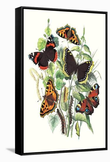 Butterflies: V. Atalanta, V. Antiopa-William Forsell Kirby-Framed Stretched Canvas