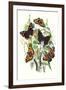 Butterflies: V. Atalanta, V. Antiopa-William Forsell Kirby-Framed Art Print