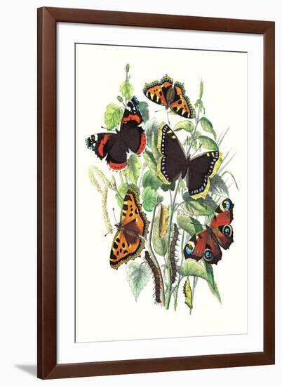 Butterflies: V. Atalanta, V. Antiopa-William Forsell Kirby-Framed Art Print