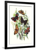 Butterflies: V. Atalanta, V. Antiopa-William Forsell Kirby-Framed Art Print