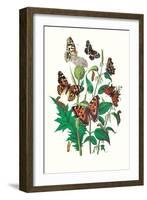 Butterflies: V. Xanthomelas, V. Prorsa-William Forsell Kirby-Framed Art Print