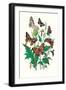 Butterflies: V. Xanthomelas, V. Prorsa-William Forsell Kirby-Framed Art Print