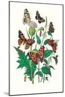 Butterflies: V. Xanthomelas, V. Prorsa-William Forsell Kirby-Mounted Art Print
