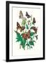 Butterflies: V. Xanthomelas, V. Prorsa-William Forsell Kirby-Framed Art Print