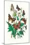 Butterflies: V. Xanthomelas, V. Prorsa-William Forsell Kirby-Mounted Art Print