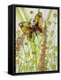 Butterflies, Yellow and Brown, 2016-Pat Scott-Framed Stretched Canvas