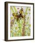 Butterflies, Yellow and Brown, 2016-Pat Scott-Framed Giclee Print