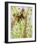 Butterflies, Yellow and Brown, 2016-Pat Scott-Framed Giclee Print