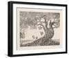 Butterflies-Rauch Hans Georg-Framed Collectable Print