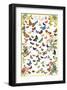 Butterflies-null-Framed Premium Giclee Print