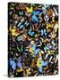 Butterflies-Darrell Gulin-Stretched Canvas