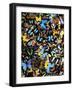 Butterflies-Darrell Gulin-Framed Photographic Print