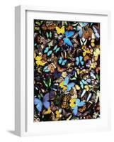Butterflies-Darrell Gulin-Framed Photographic Print