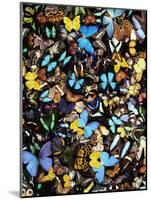 Butterflies-Darrell Gulin-Mounted Photographic Print