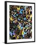 Butterflies-Darrell Gulin-Framed Photographic Print