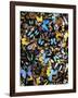 Butterflies-Darrell Gulin-Framed Photographic Print