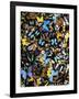 Butterflies-Darrell Gulin-Framed Photographic Print