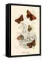 Butterflies-English School-Framed Stretched Canvas