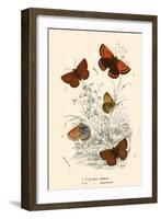 Butterflies-English School-Framed Giclee Print