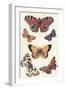 Butterflies-null-Framed Art Print