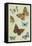 Butterflies-null-Framed Stretched Canvas