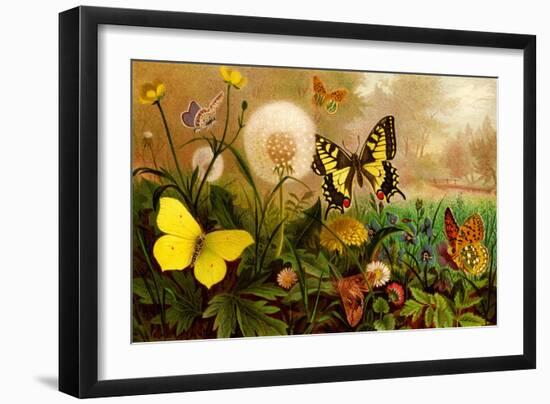 Butterflies-F.W. Kuhnert-Framed Art Print